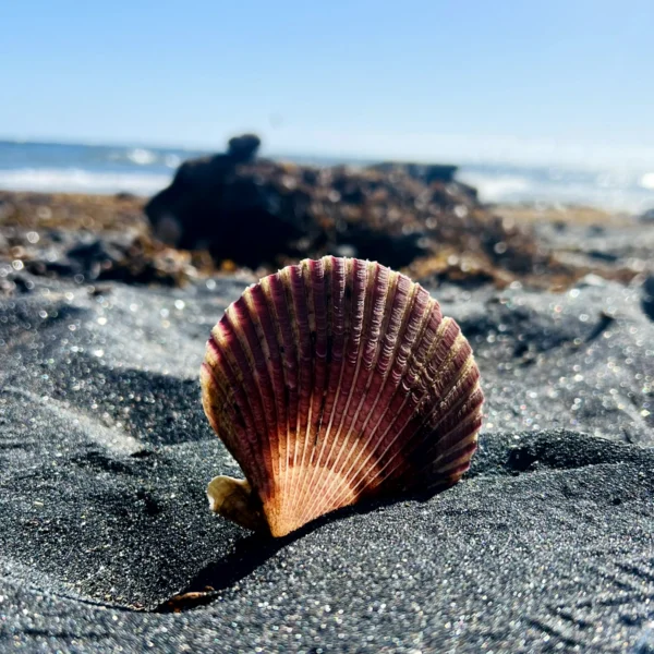 Imagen de inspiración de Love Creation Atelier inspirada en la naturaleza volcánica de Tenerife